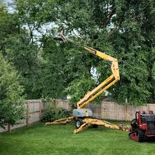 Professional Tree Care in North Babylon, NY