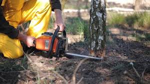 Best Tree Risk Assessment  in North Babylon, NY