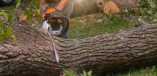 Best Arborist Consultation Services  in North Babylon, NY