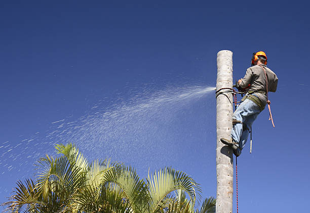 Best Commercial Tree Services  in North Babylon, NY