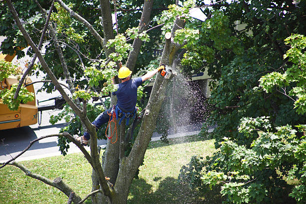 Best Lawn Watering Services  in North Babylon, NY